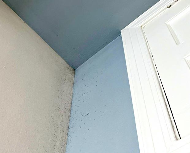 7 Mistakes People Make When Finding Mold