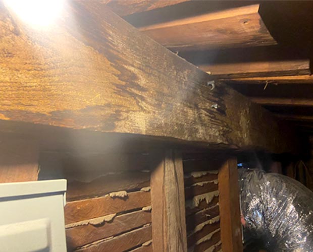 Mold in a crawl space