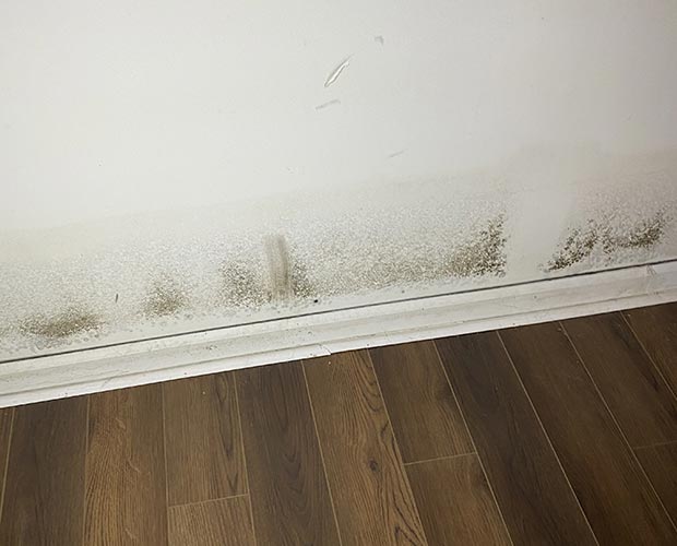 Why Mold Is Coming Back