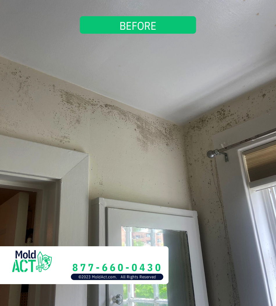 Before mold remediation — visible mold damage