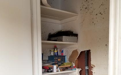 What to do if you find black mold in apartment What to do if you find black mold in apartment