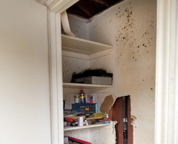 What to do if you find black mold in apartment
