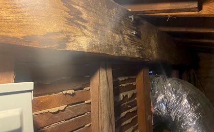 Mold in a crawl space