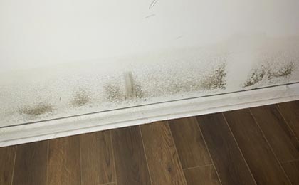 Why Mold Is Coming Back