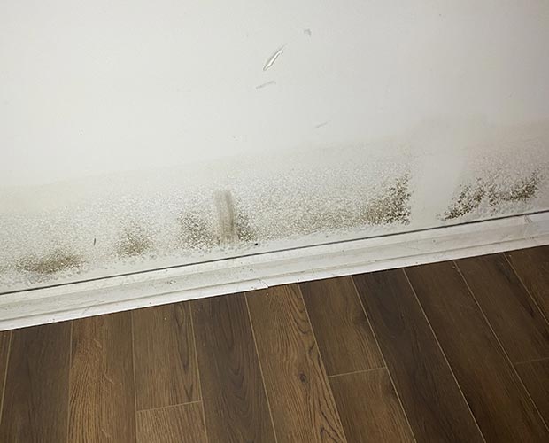 Top 5 Reasons Why Mold Is Coming Back