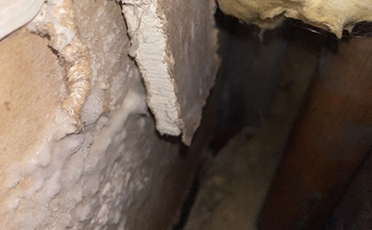 What Is White Mold? Is It Dangerous? What Is White Mold? Is It Dangerous?