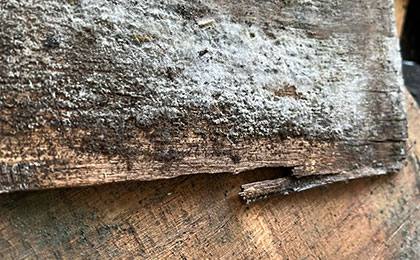 White mold health risks signs removal tips