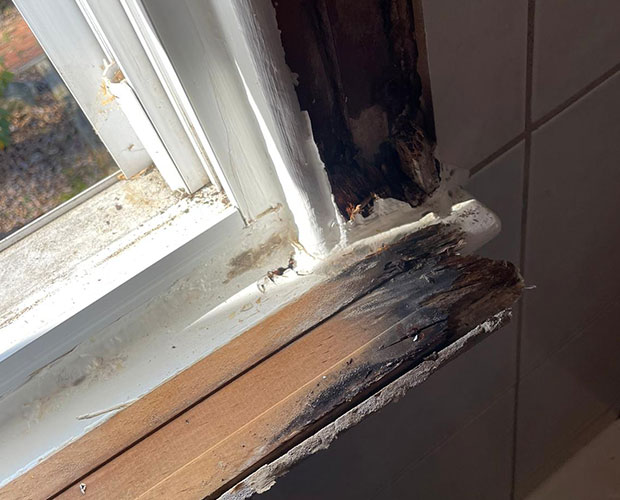 Addressing Mold on Windows Addressing Mold on Windows