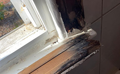 Mold on Windows Mold on Windows