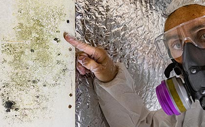 What Is Mold? What Is Mold?