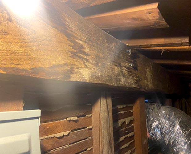 Mold in a Crawl Space