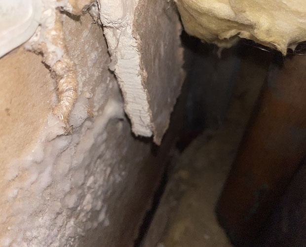 What Is White Mold? Is It Dangerous? What Is White Mold? Is It Dangerous?