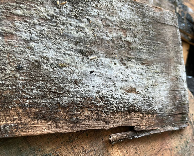 White mold health risks signs removal tips