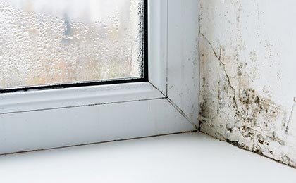 Winter Mold Problem Winter Mold Problem