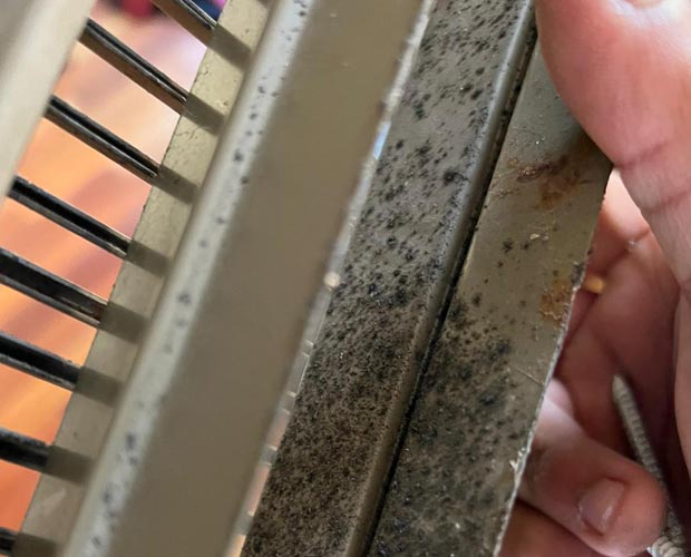 Can There Be Hidden Mold in Your Home?
