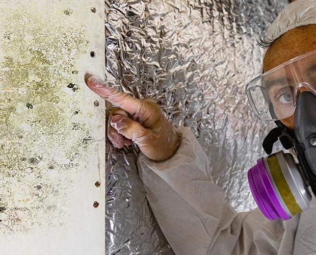 Close-up of household mold growth illustrating its fungal, thread-like structure