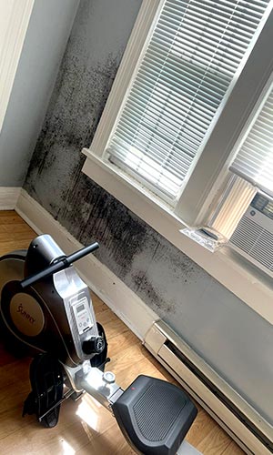 Black Mold Removal