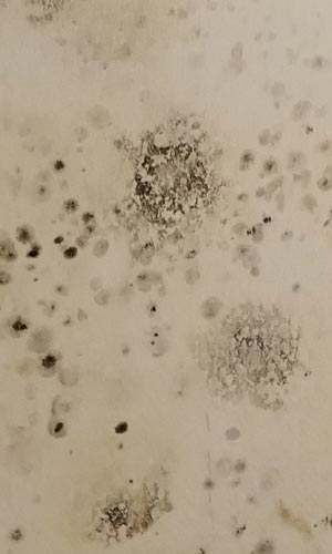 spreading mold